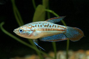 Trichopsis pumila